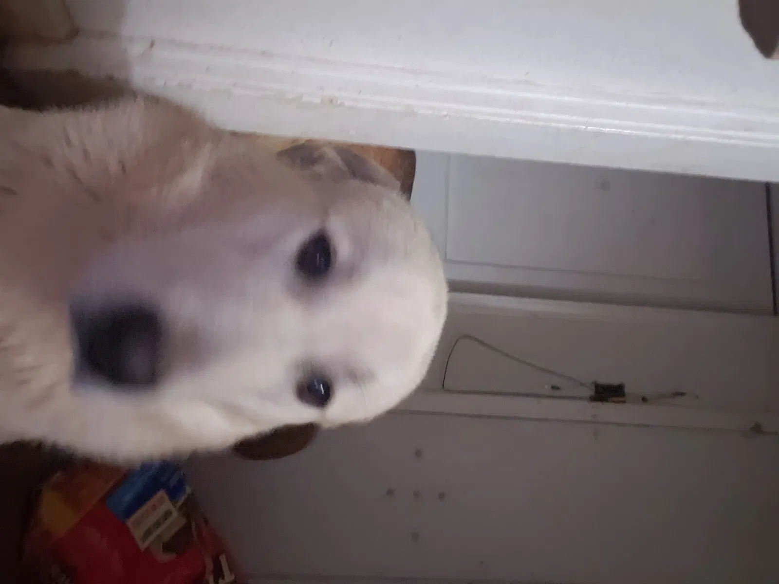 Lost dog in Lubbock, TX, 79404