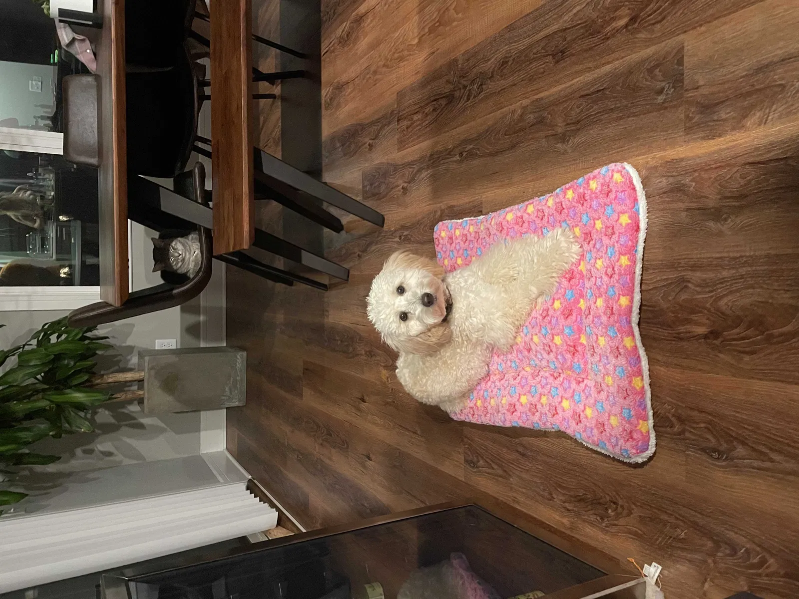 Lost dog in Nashville, TN, 37216