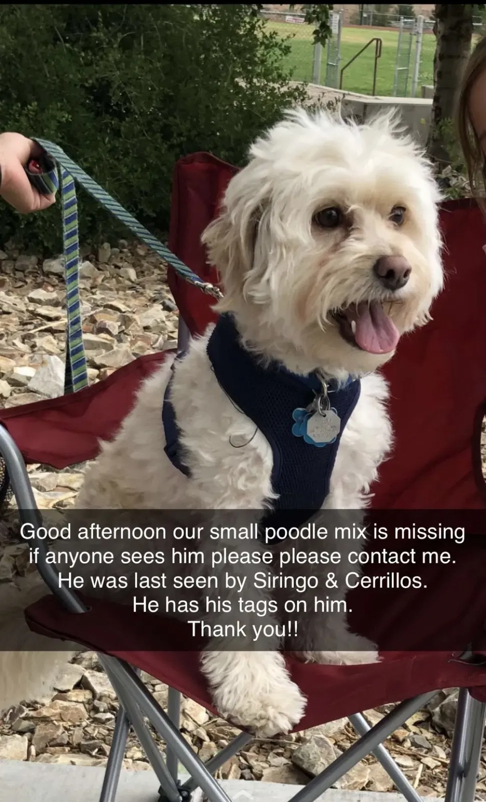 Lost dog in Santa Fe, NM, 87507