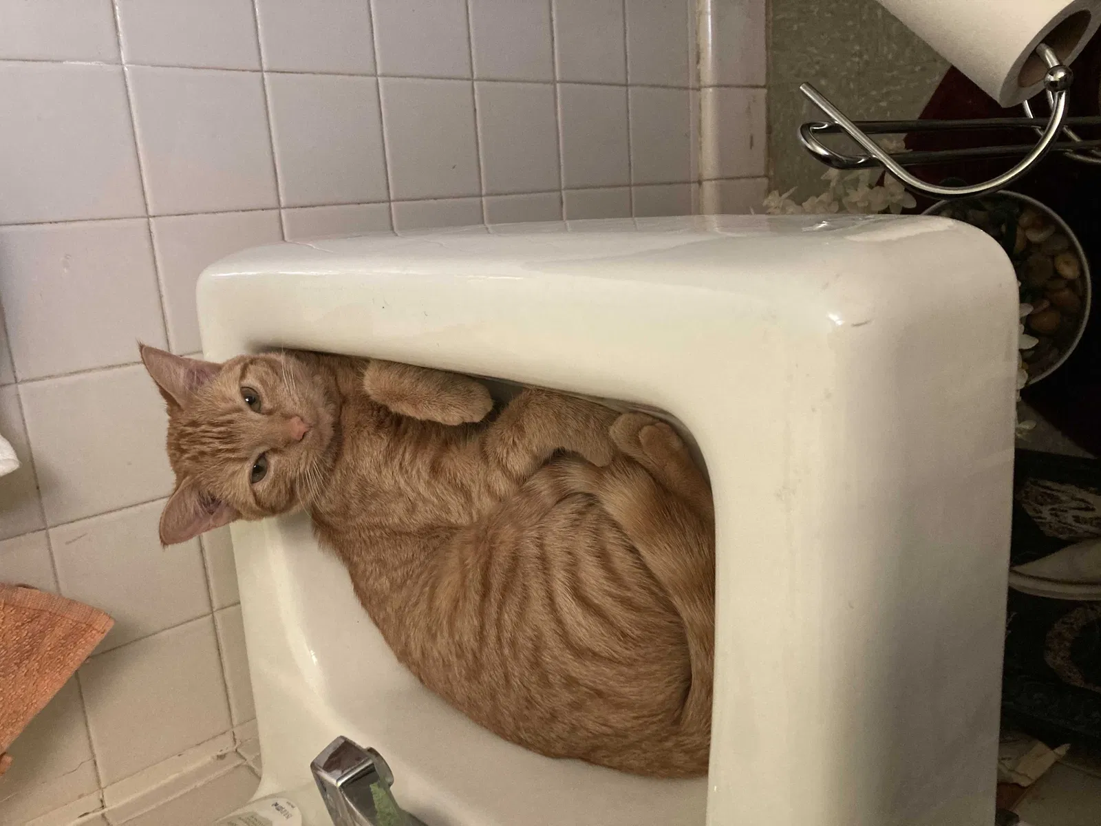 Lost cat in Richmond, VA, 23223