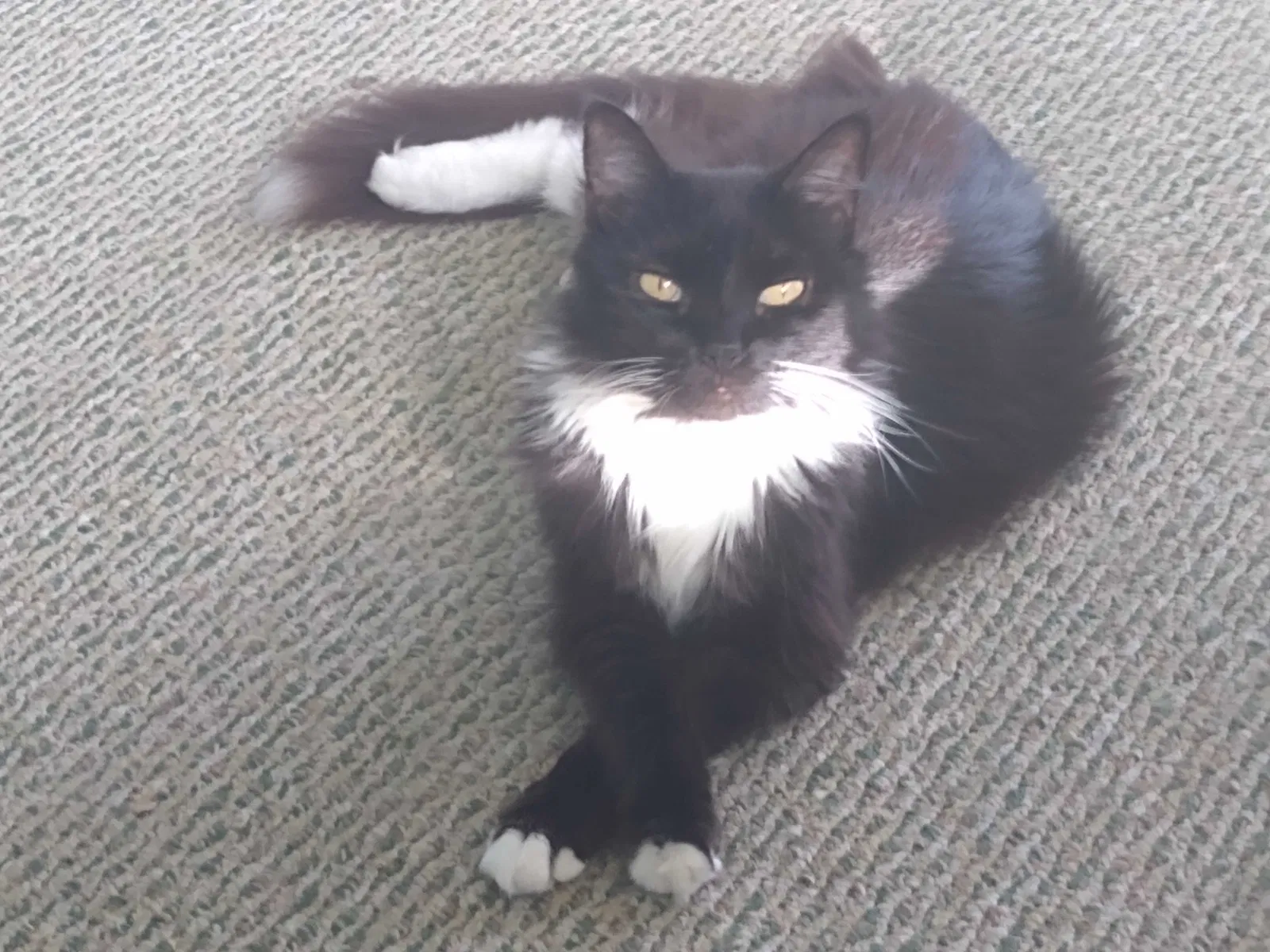 Lost cat in Melbourne, FL, 32904