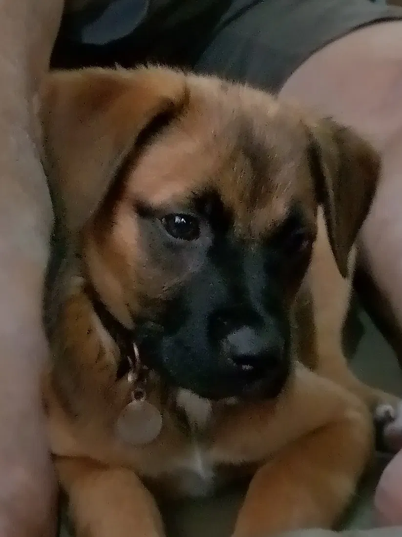 Lost dog in Augusta, GA, 30906