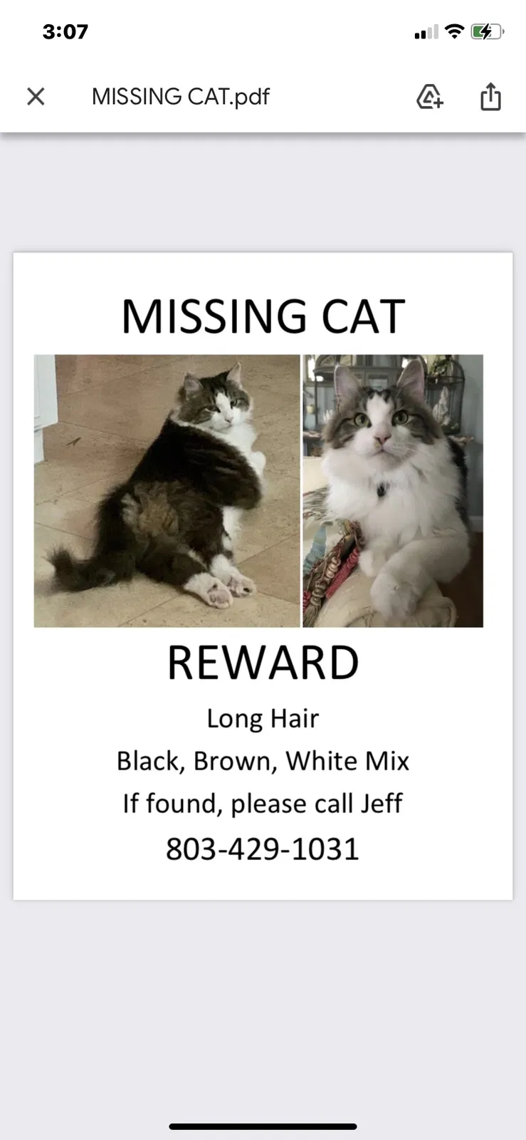 Lost cat in Irmo, SC, 29063