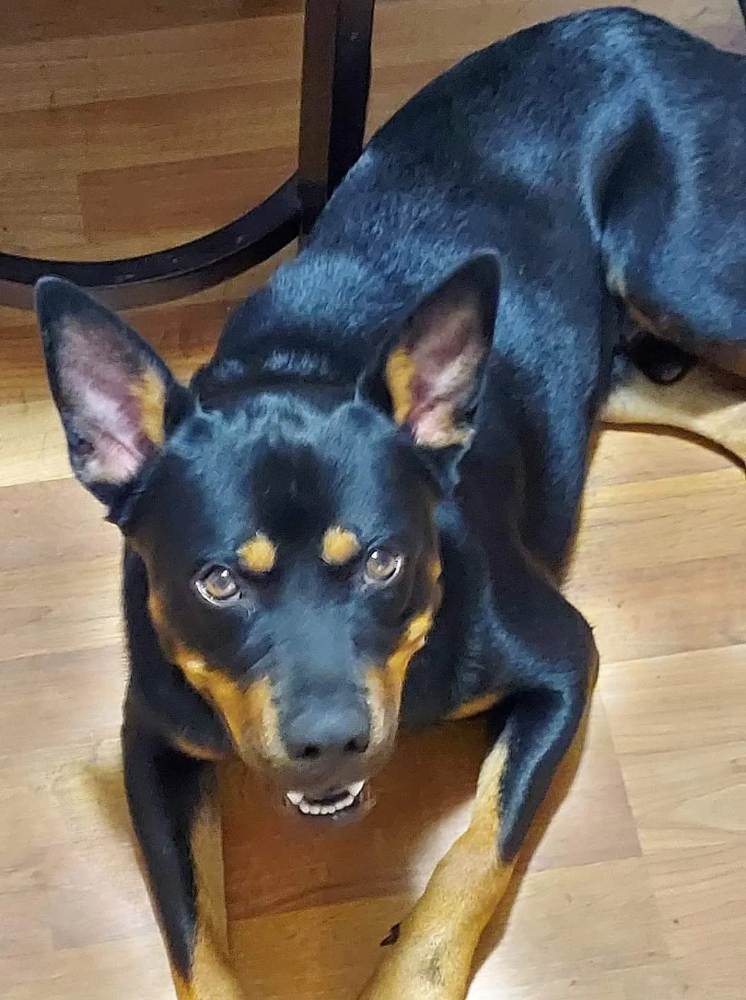 Lost dog in Nolanville, TX, 76559