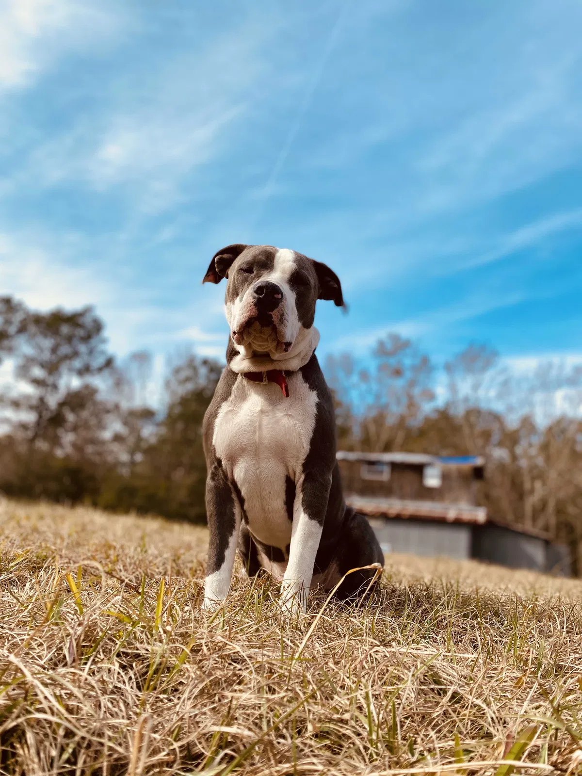 Lost dog in Vancleave, MS, 39565