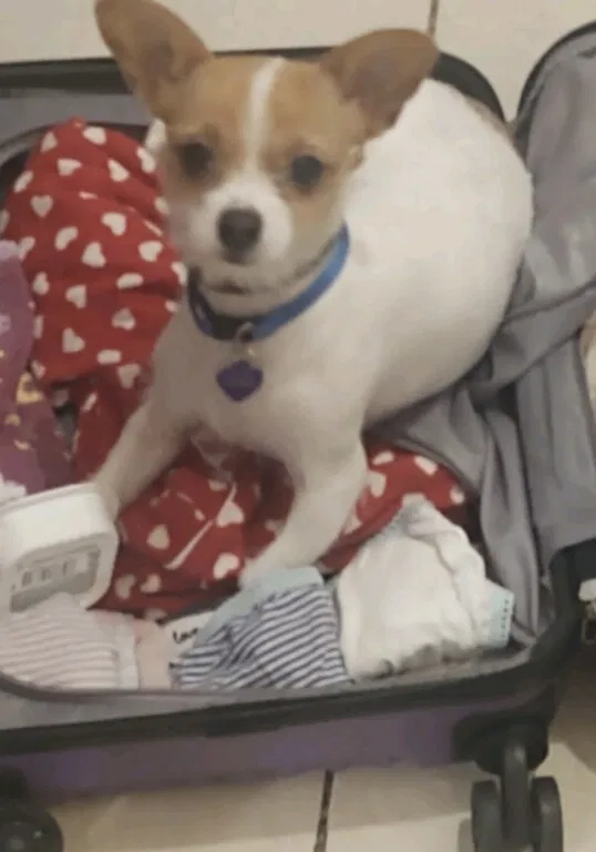 Lost dog in Los Angeles, CA, 90062