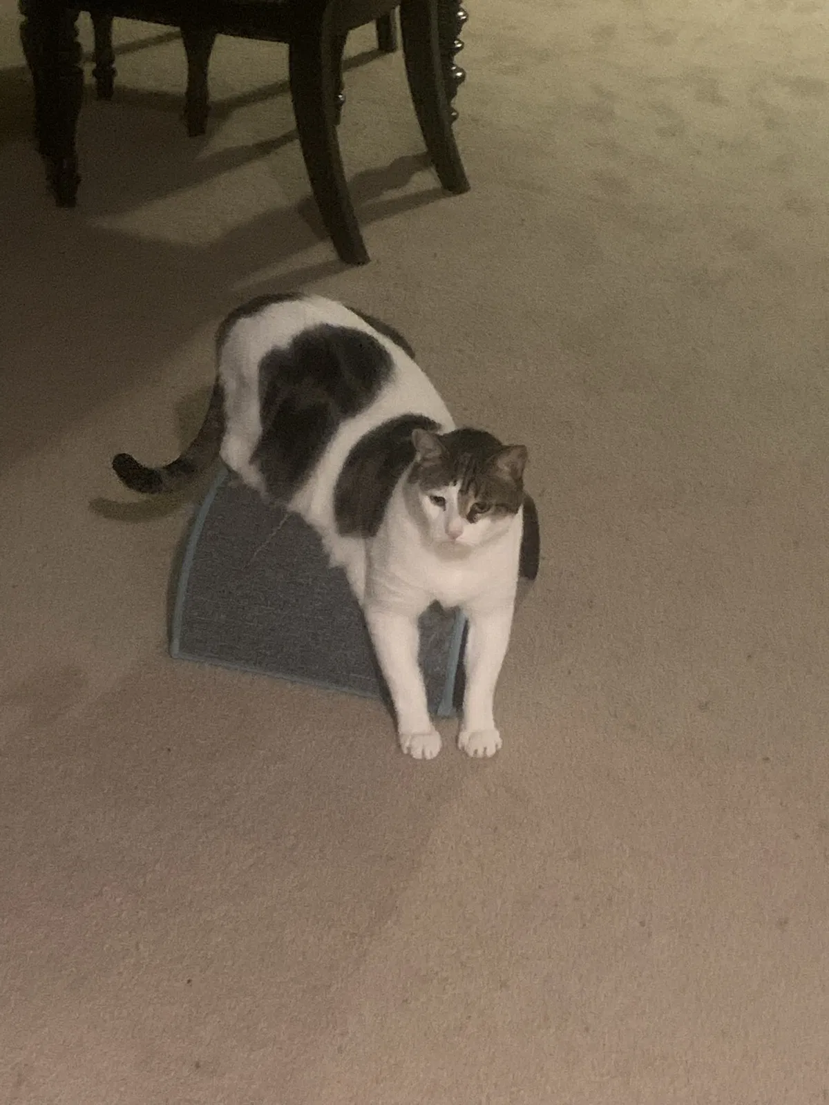 Lost cat in San Antonio, TX, 78245