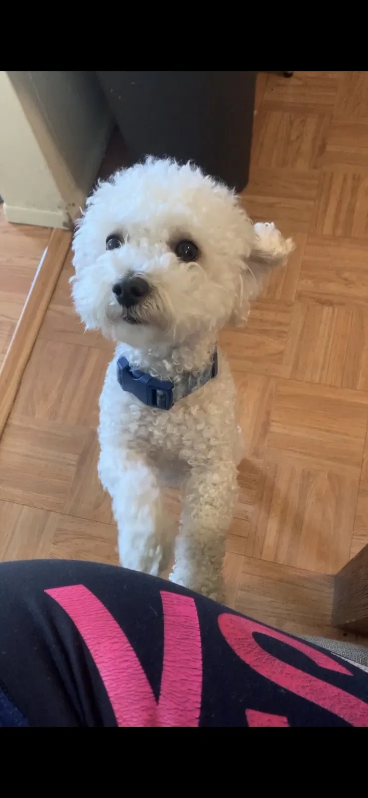 Lost dog in Monterey Park, CA, 91755