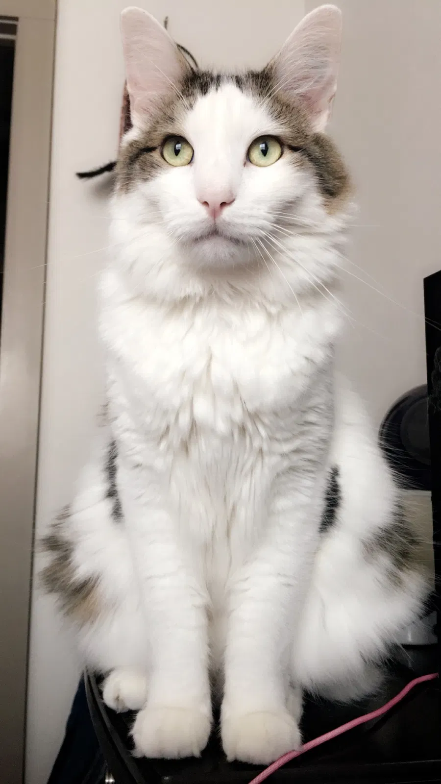 Lost cat in Houston, TX, 77023