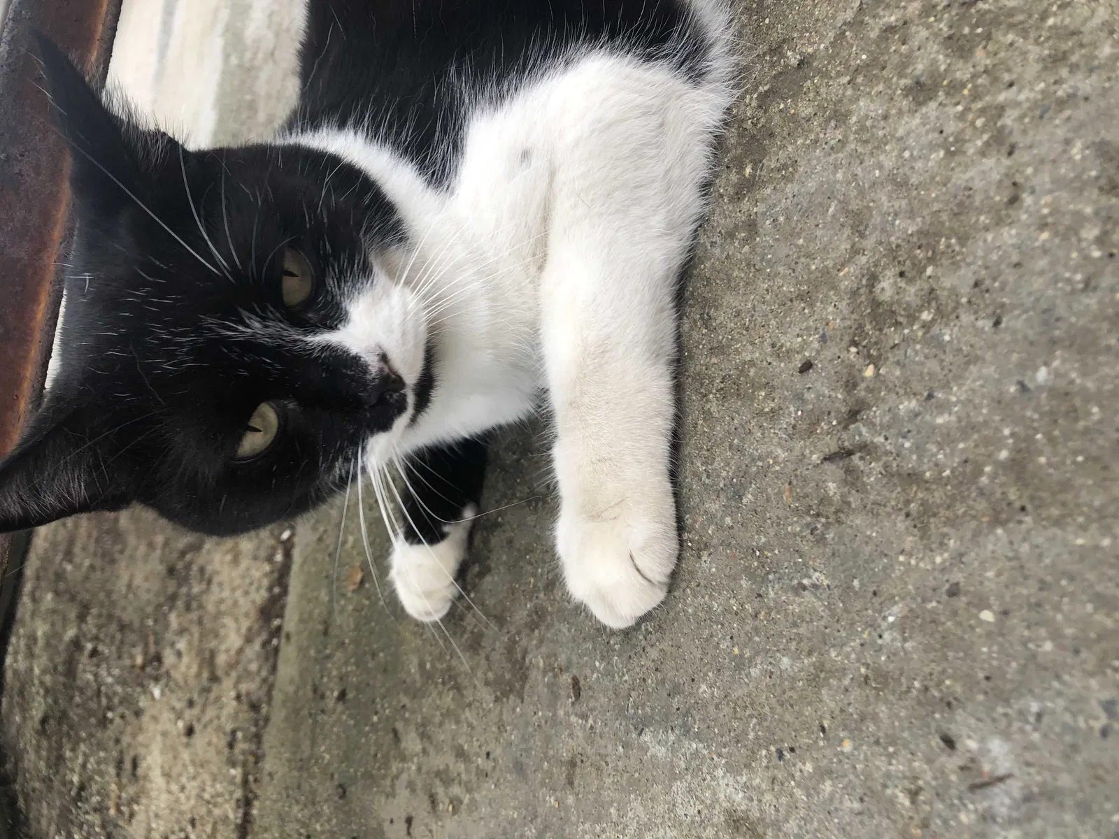 Lost cat in Danvers, MA, 1923