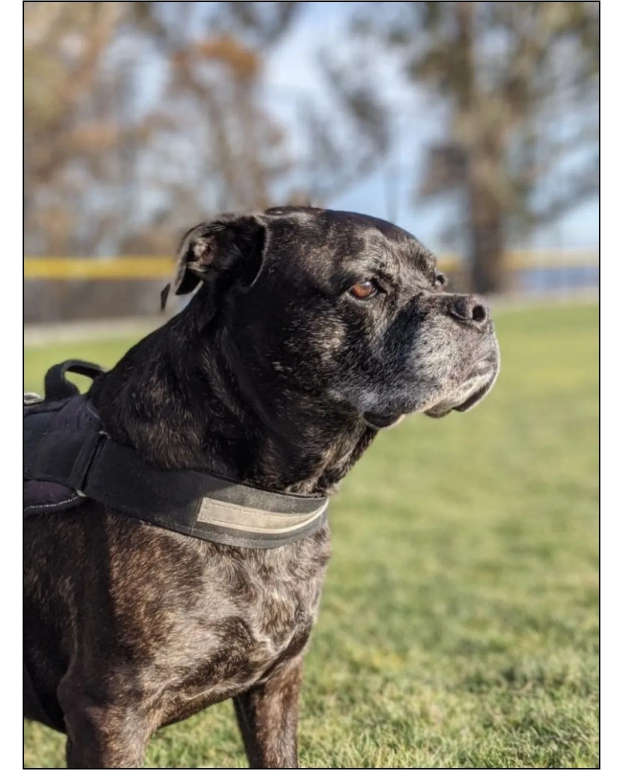 Lost dog in Sneads Ferry, NC, 28460