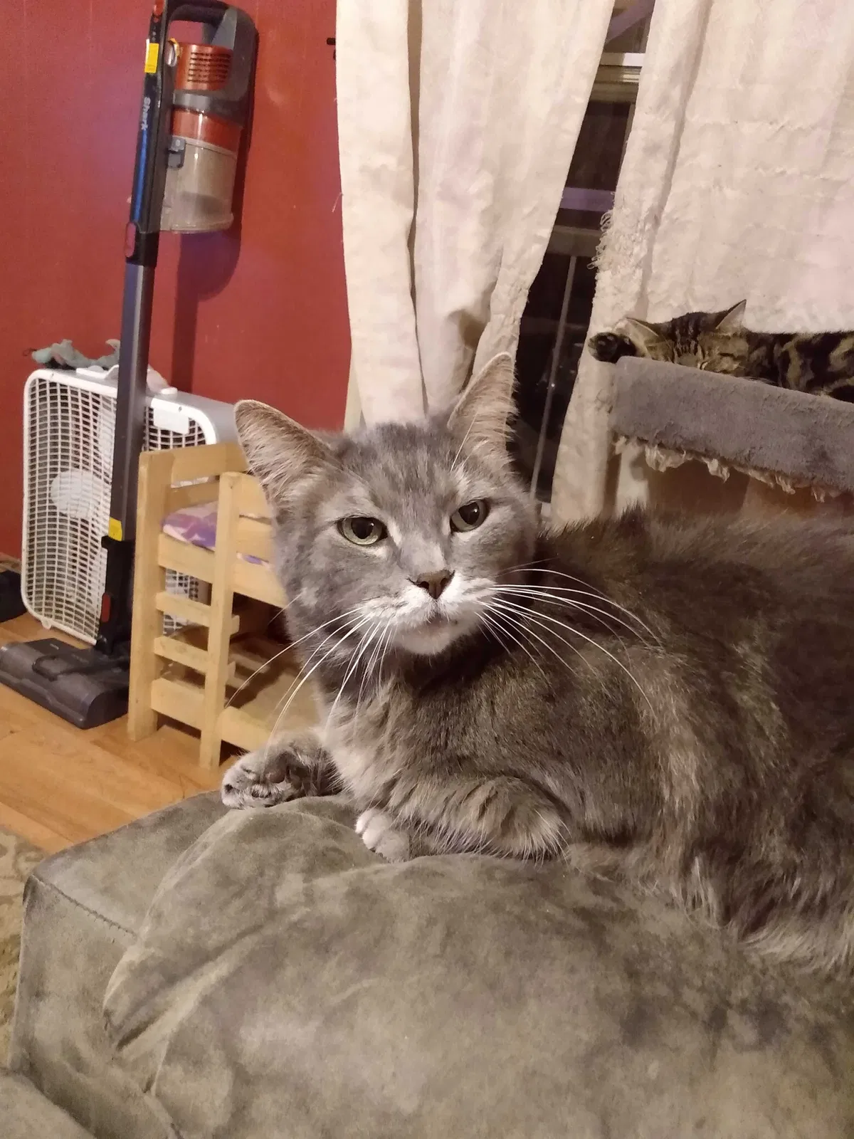 Lost cat in Queensbury, NY, 12804