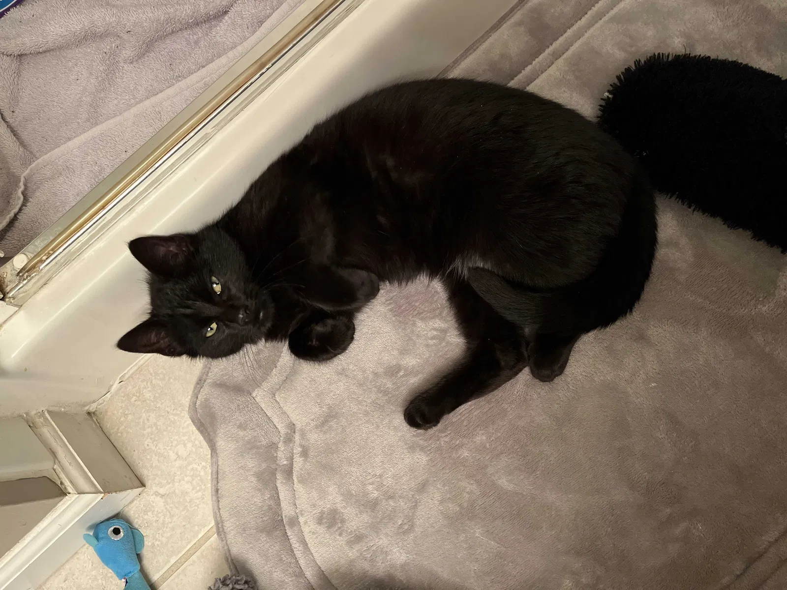 Found cat in Buffalo, NY, 14212