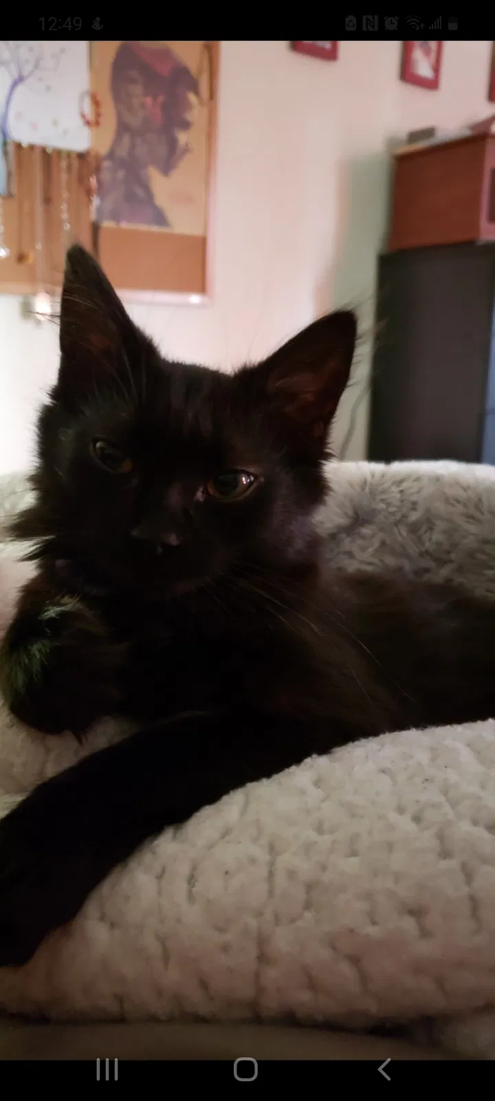 Lost cat in Valdese, NC, 28690