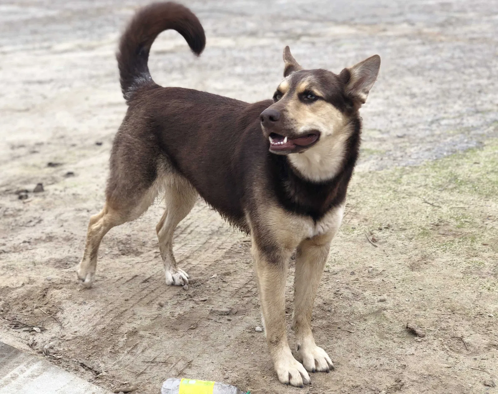 Lost dog in Ballico, CA, 95303
