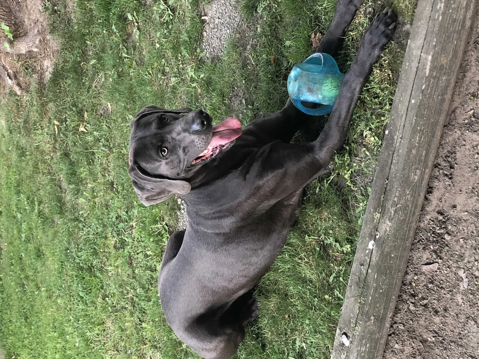 Lost dog in Studio City, CA, 91604