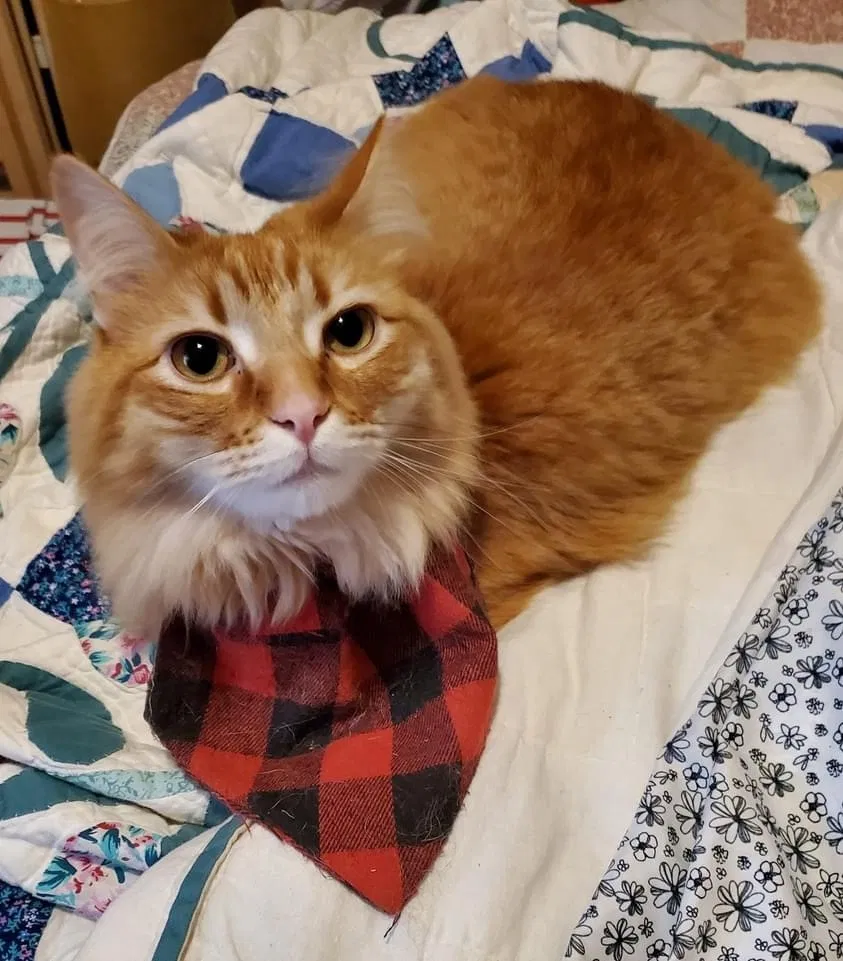 Lost cat in Denton, TX, 76209