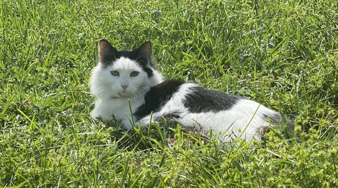 Lost cat in Largo, FL, 33773