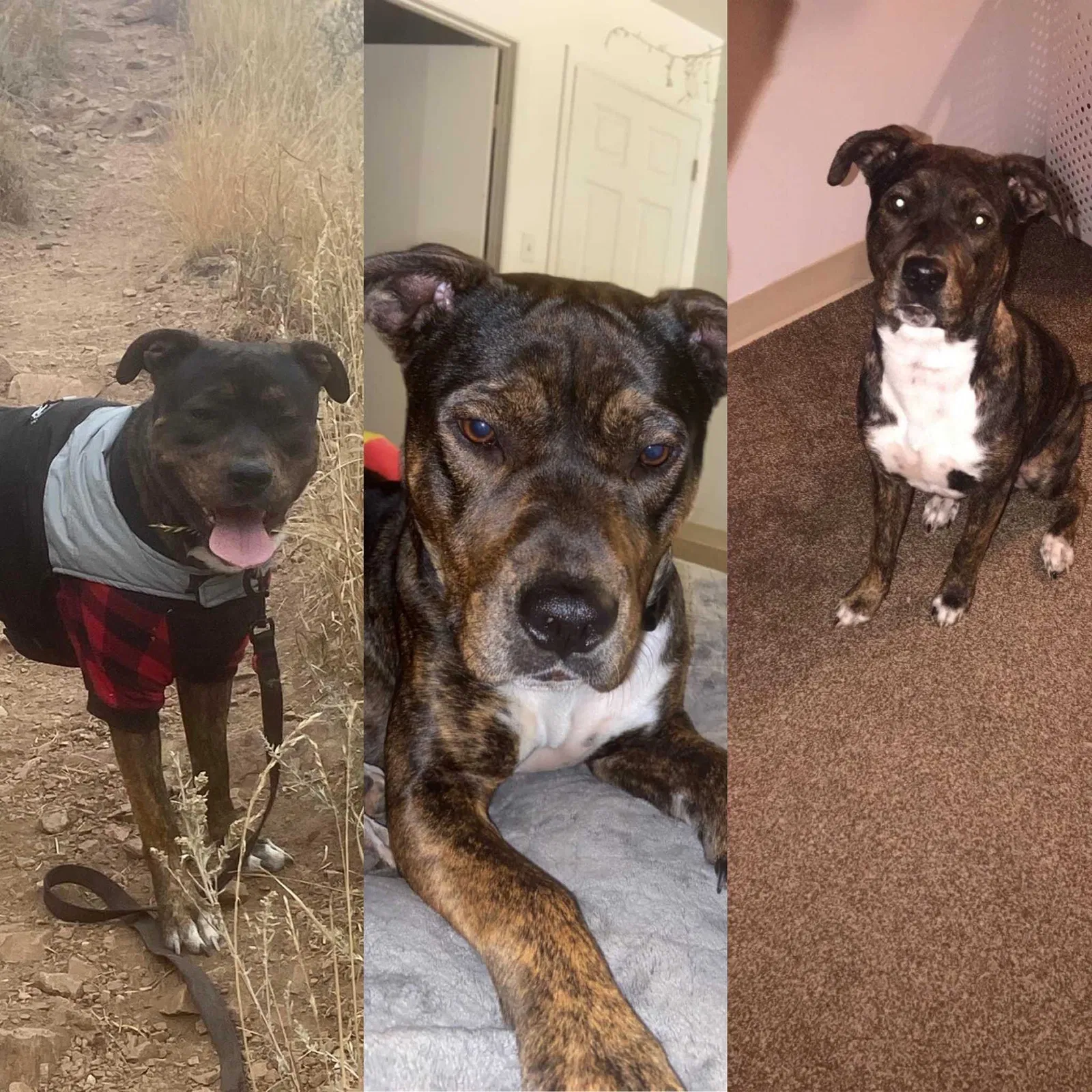 Lost dog in Denver, CO, 80232