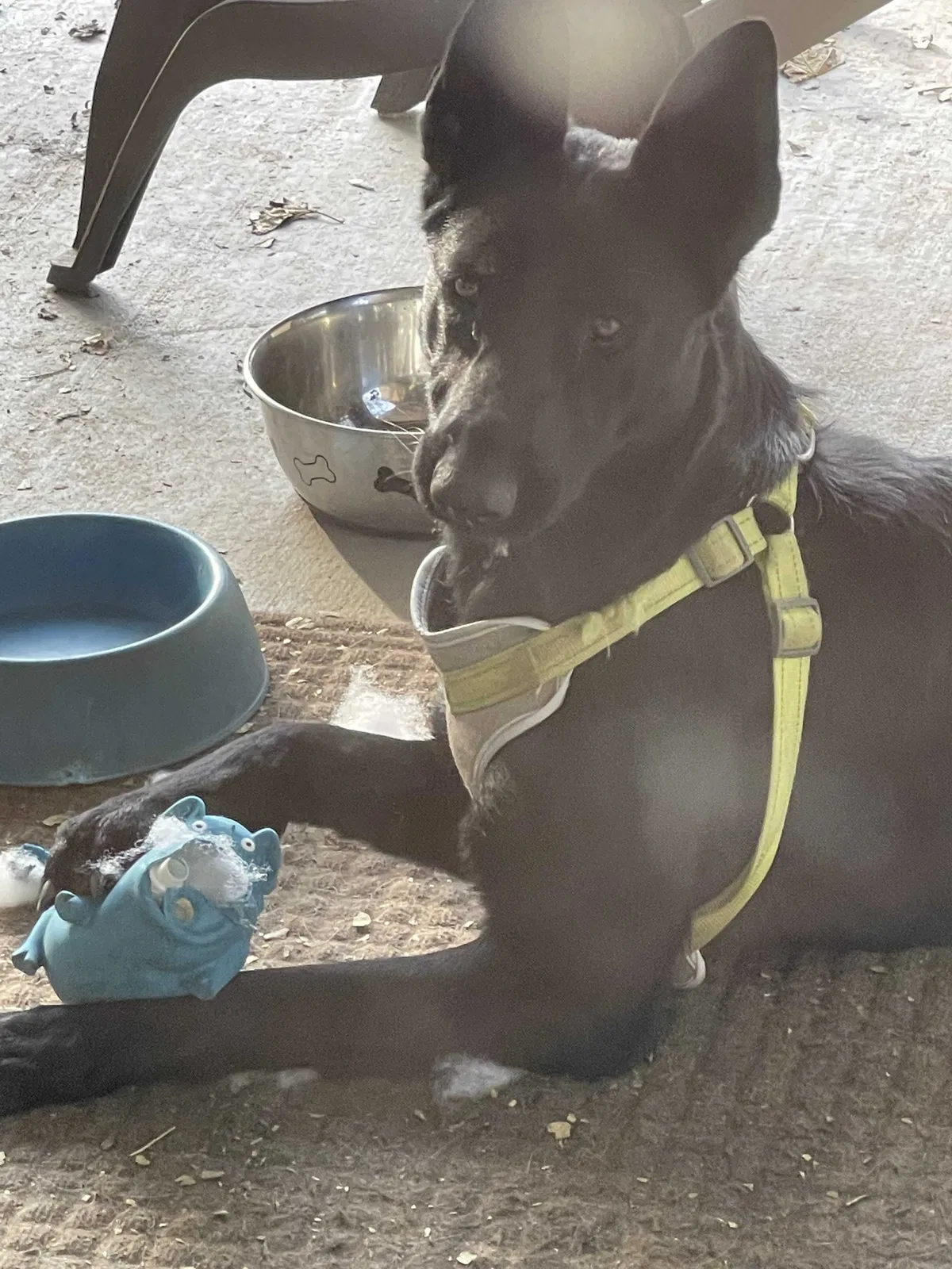 Lost dog in Mira Loma, CA, 91752
