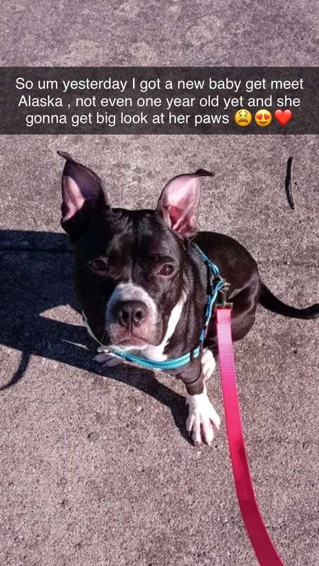 Lost dog in Hobart, IN, 46342