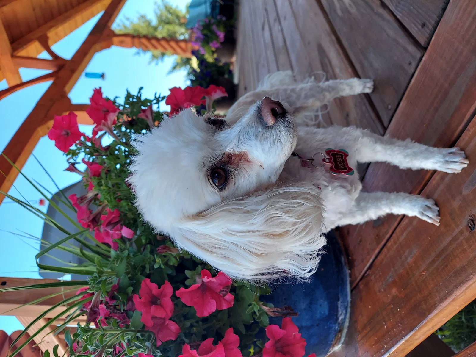Lost dog in Rio Rancho, NM, 87144