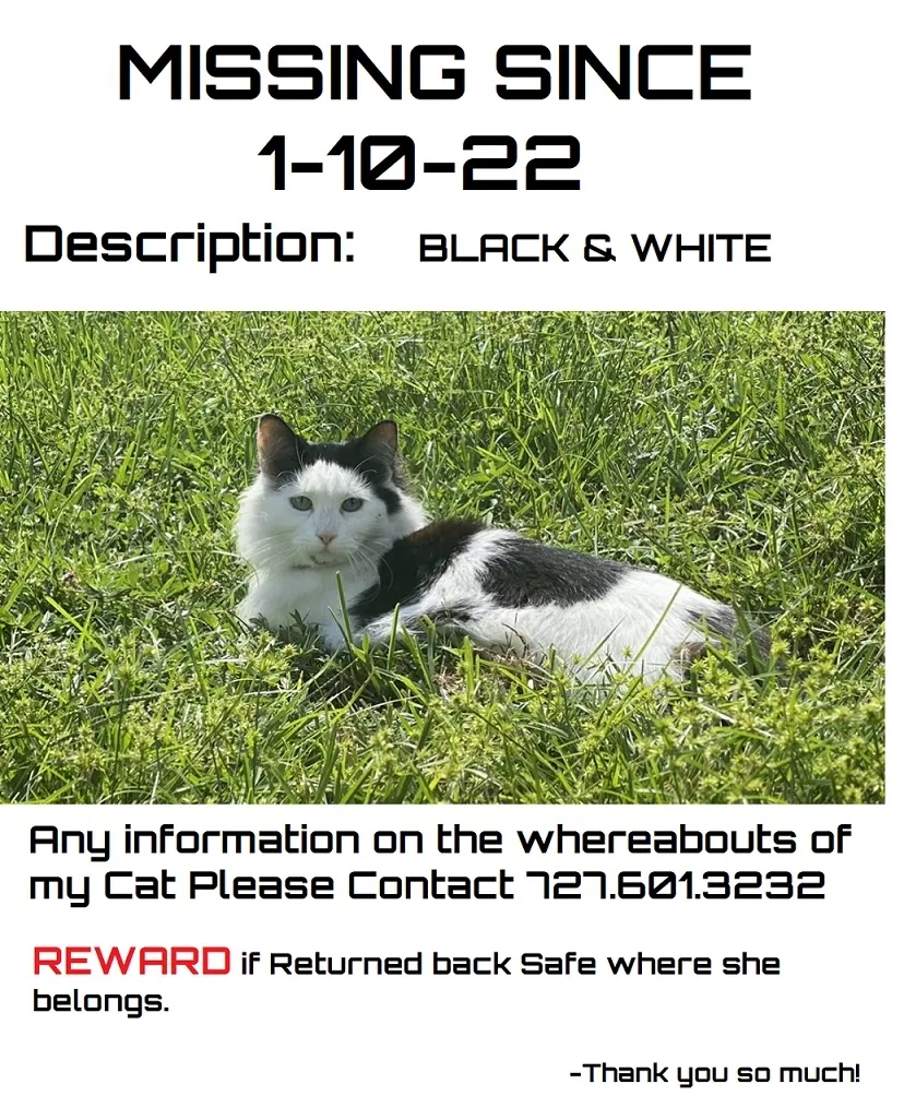 Lost cat in Largo, FL, 33773