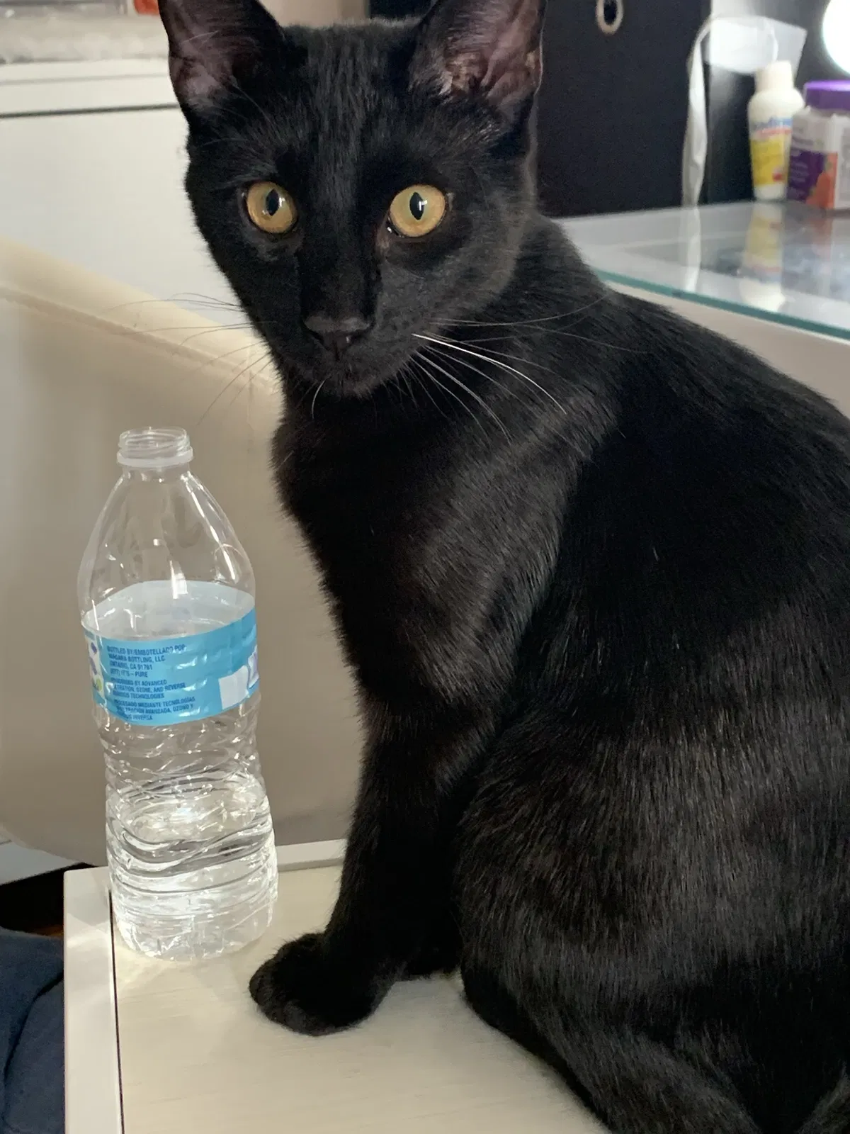 Lost cat in Dallas, TX, 75229