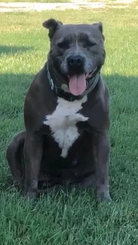 Lost dog in Burleson, TX, 76028