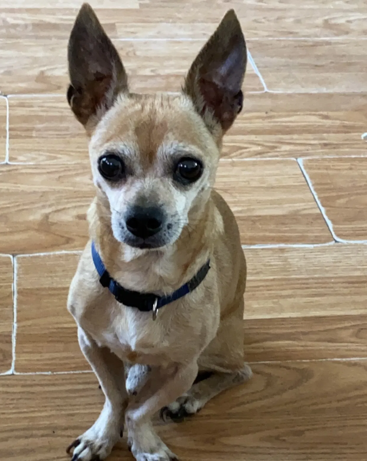 Lost dog in Whittier, CA, 90604