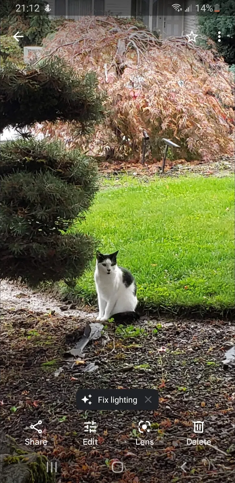 Lost cat in Portland, OR, 97222