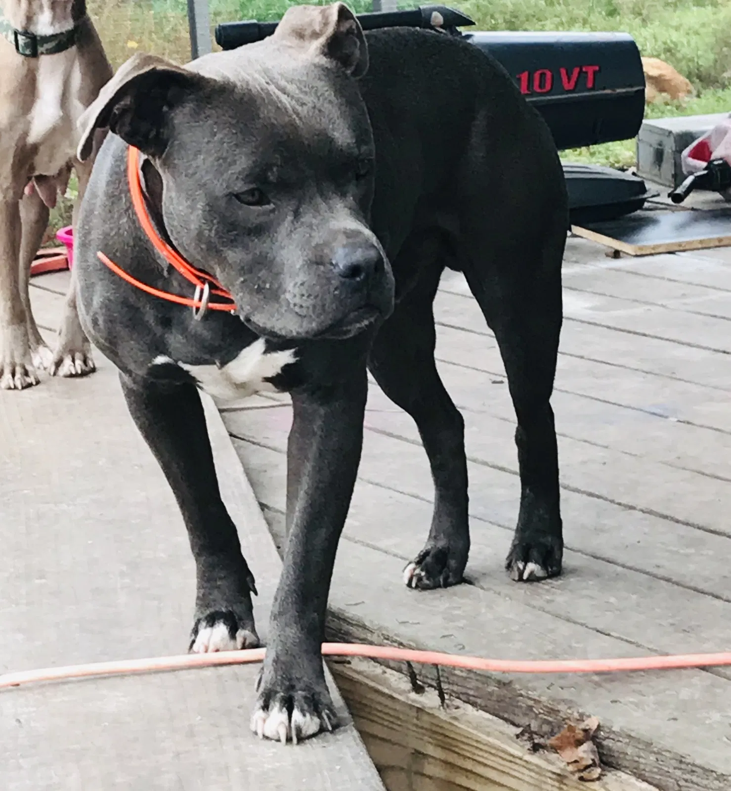 Lost dog in Deridder, LA, 70634