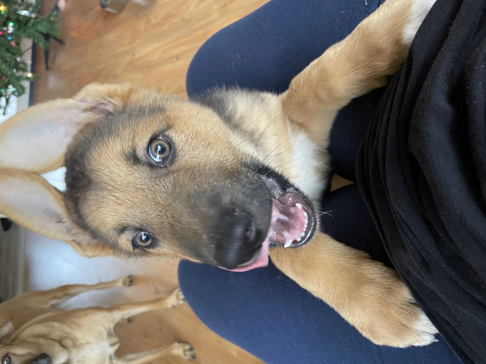 Lost dog in Fresno, CA, 93727