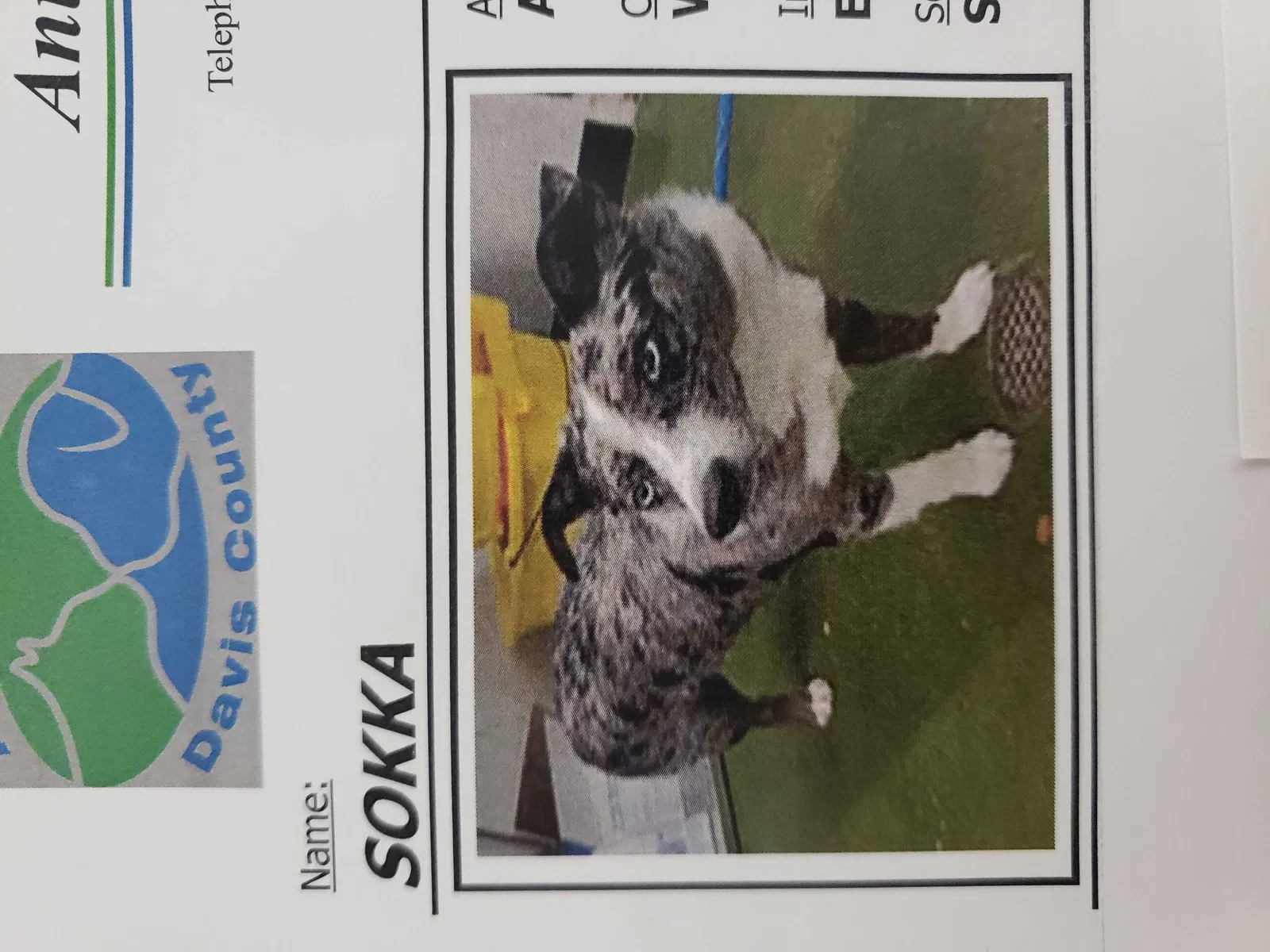 Lost dog in Layton, UT, 84041