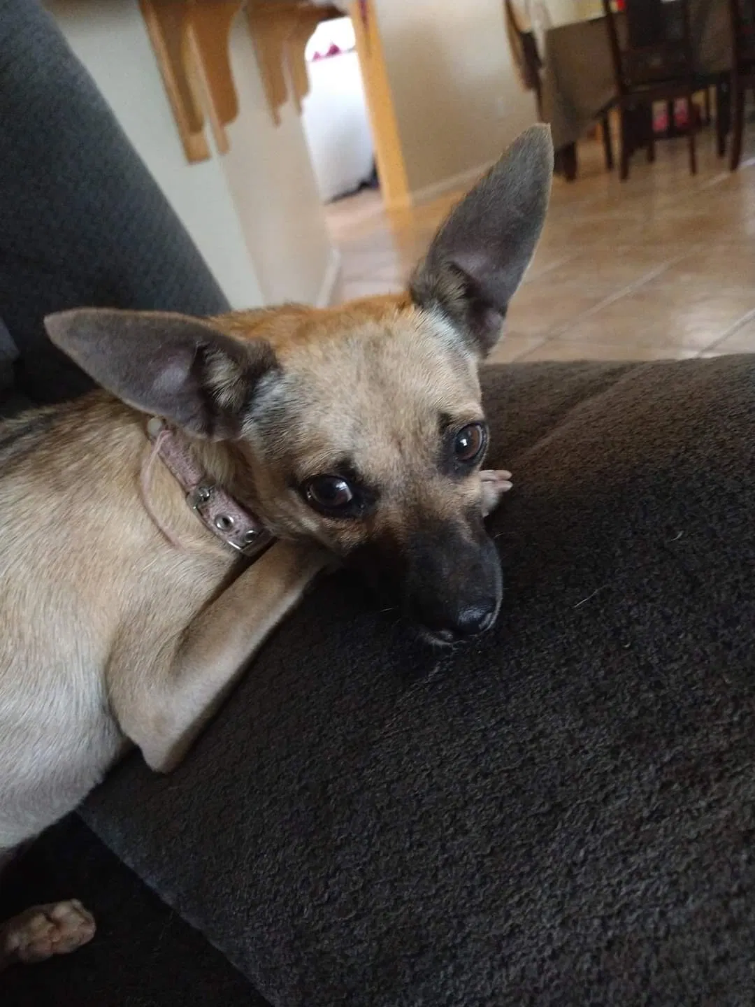 Lost dog in Bakersfield, CA, 93313