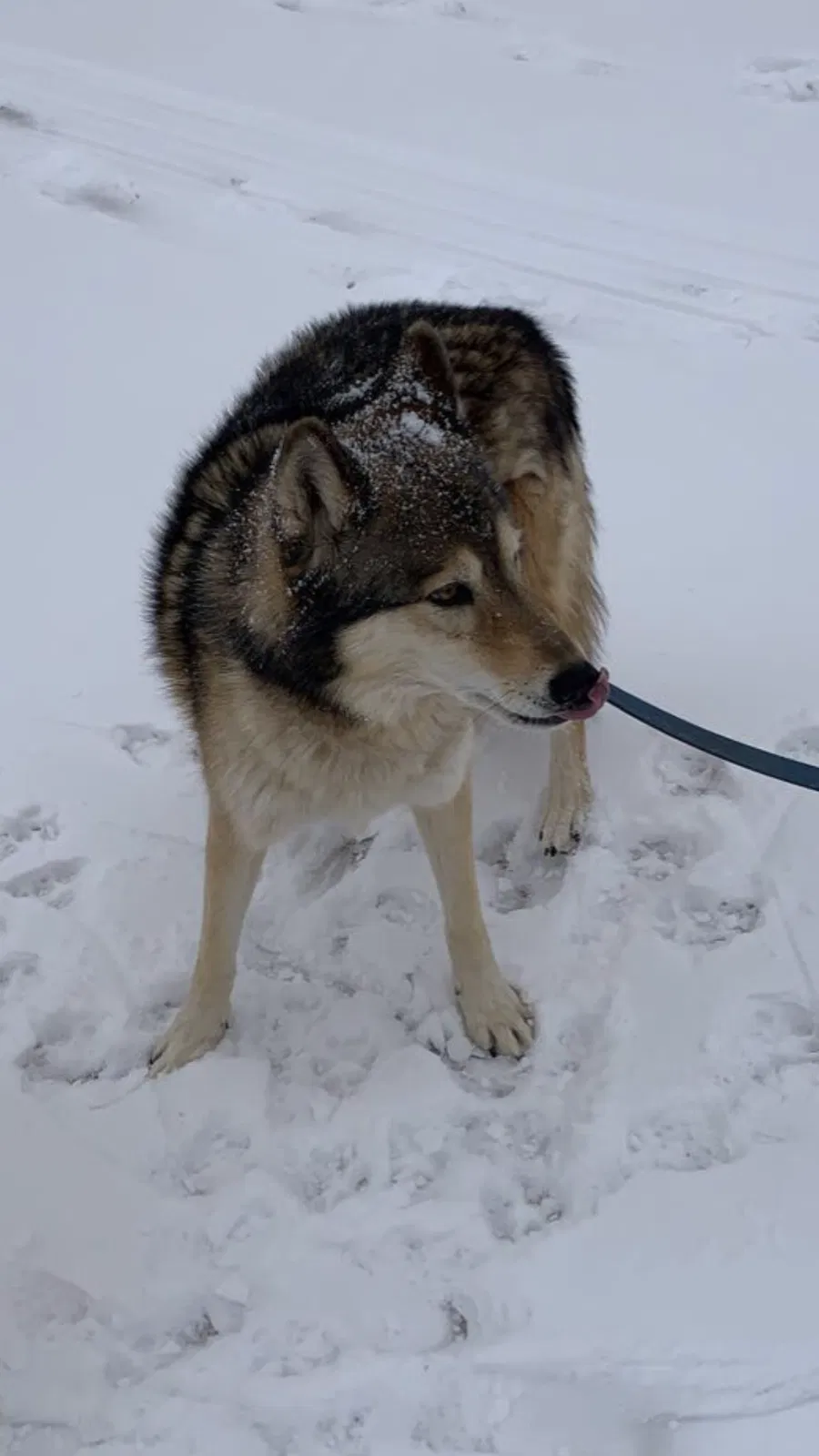 Lost dog in Colorado Springs, CO, 80918
