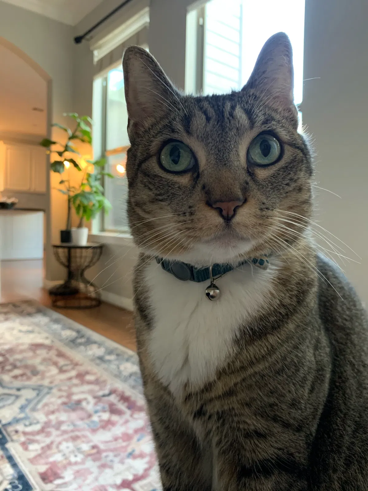 Lost cat in Houston, TX, 77092
