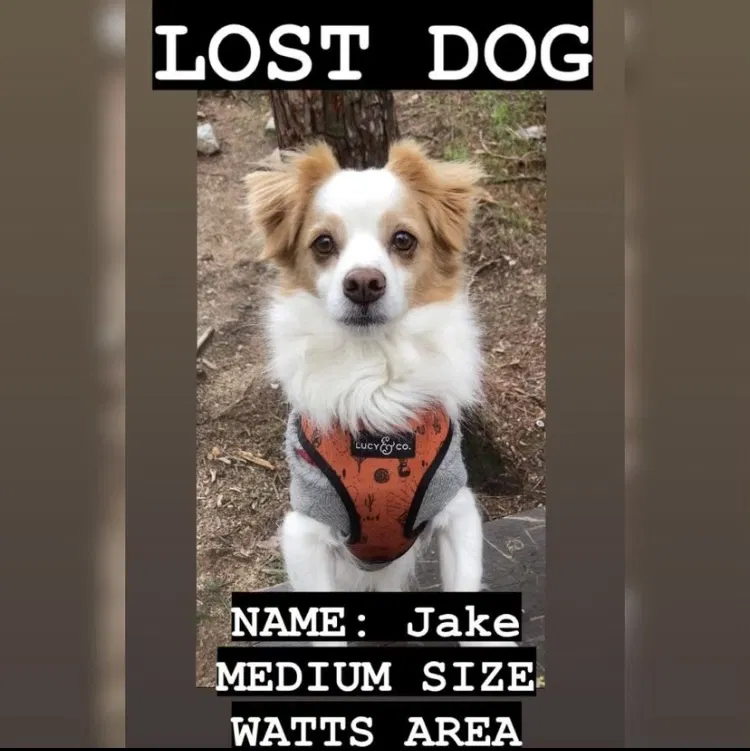 Lost dog in Los Angeles, CA, 90002