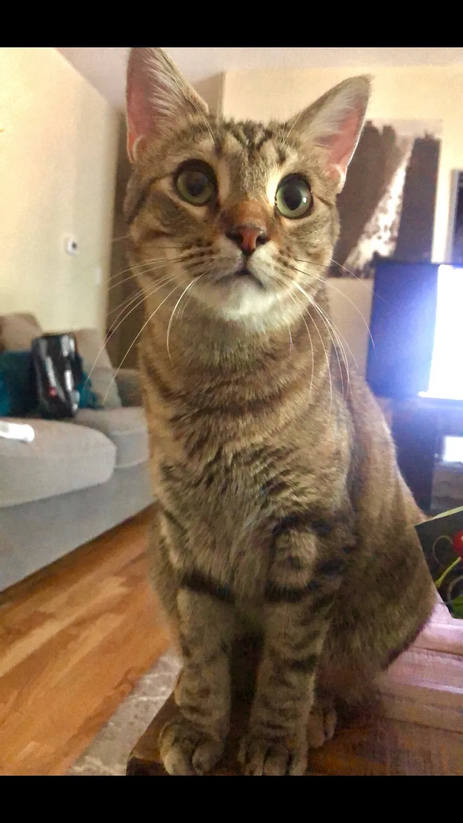 Lost cat in Kansas City, MO, 64111