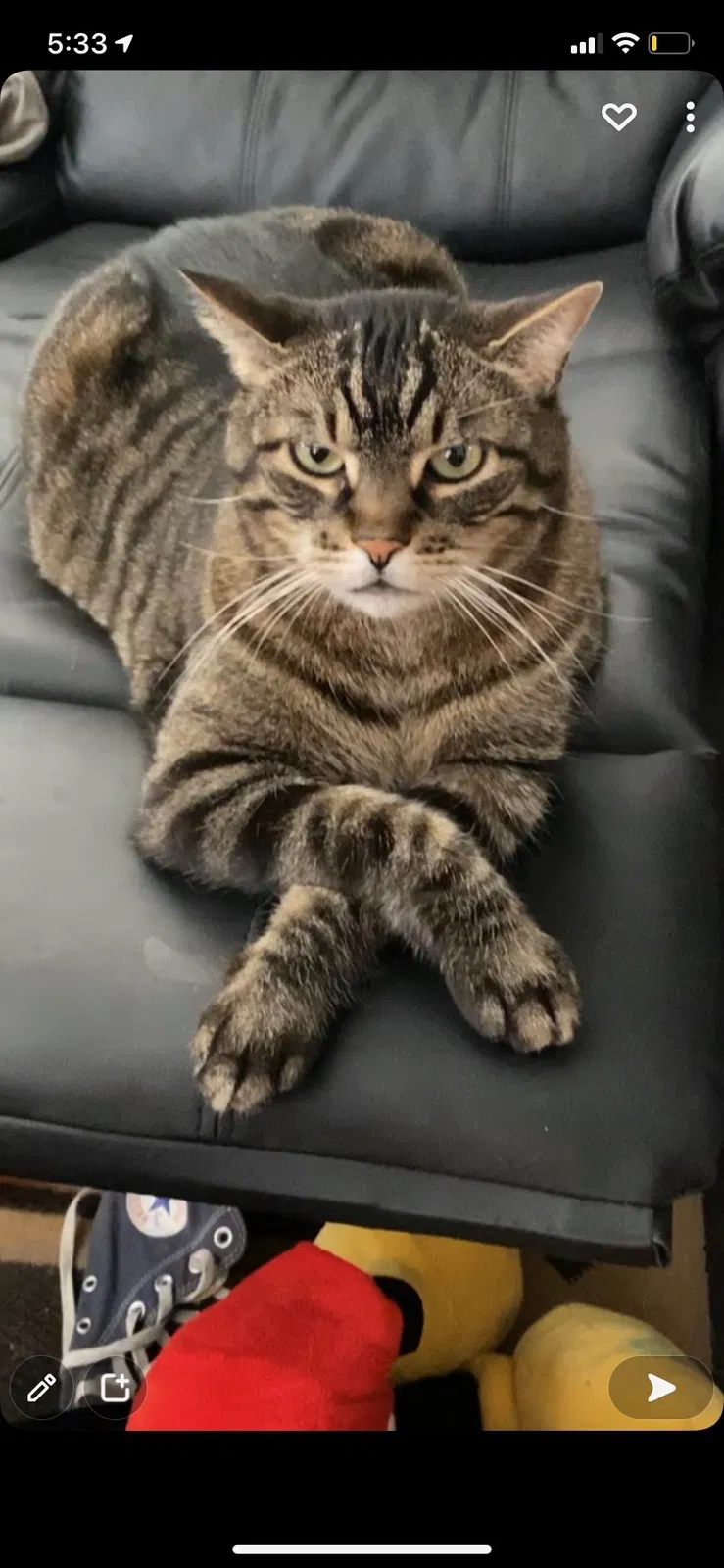 Lost cat in Leavenworth, KS, 66048