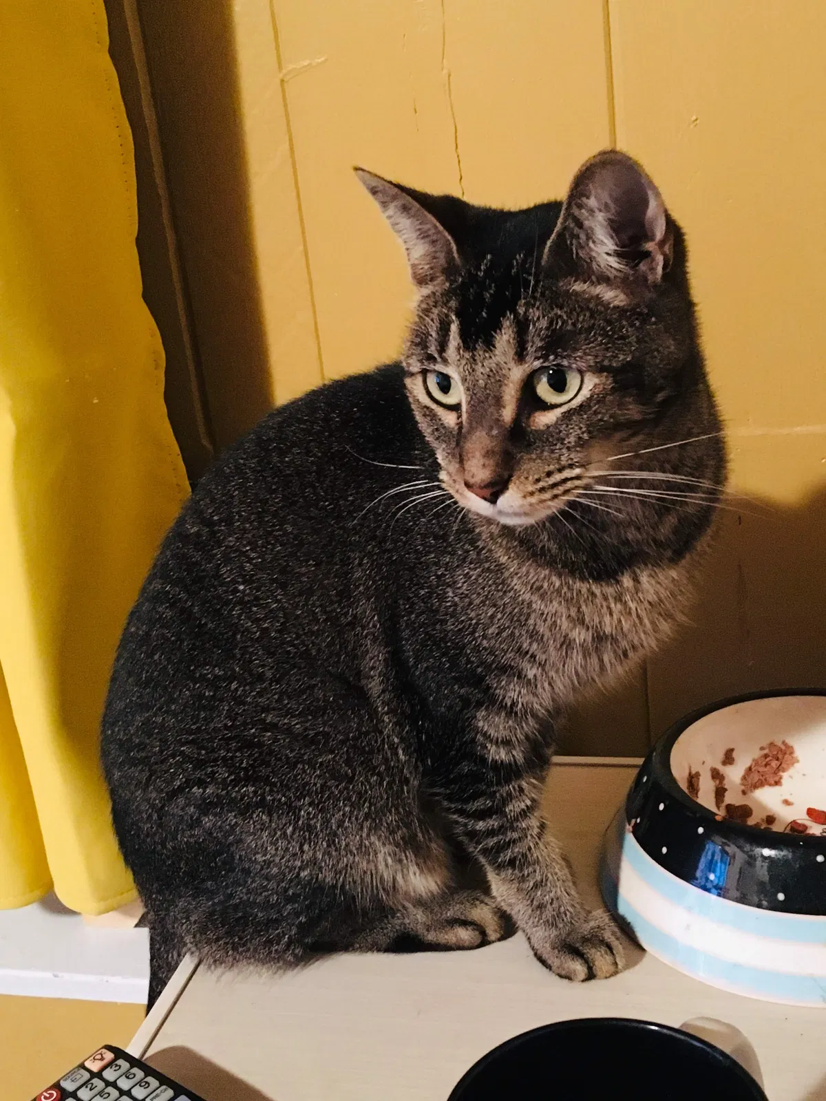 Lost cat in Saint Petersburg, FL, 33705