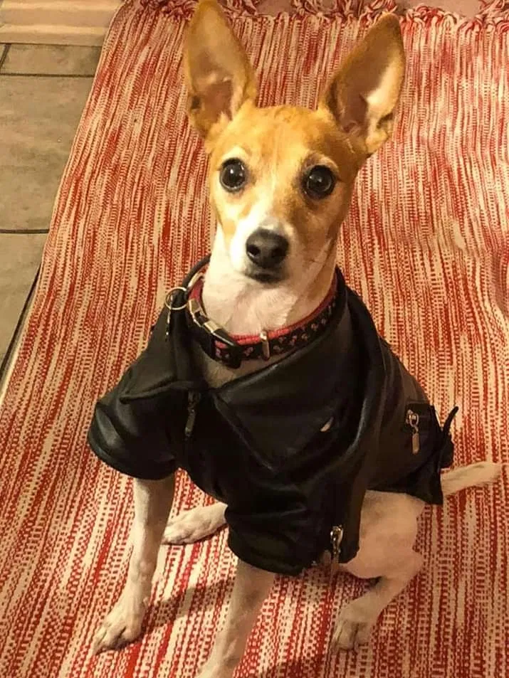 Lost dog in Los Angeles, CA, 90038