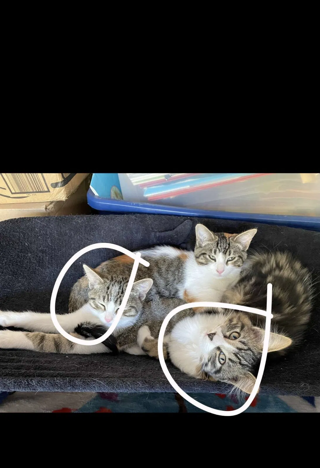 Lost cat in San Antonio, TX, 78209