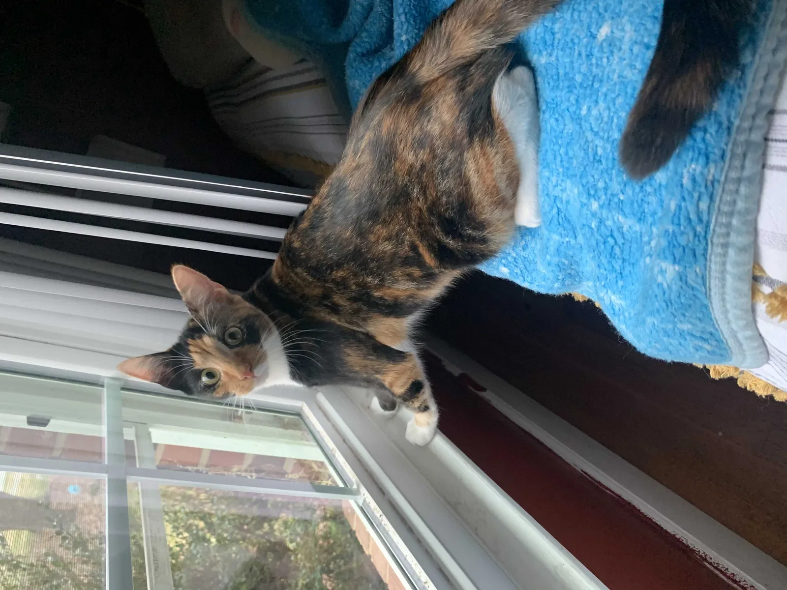 Lost cat in Burlington, NC, 27215