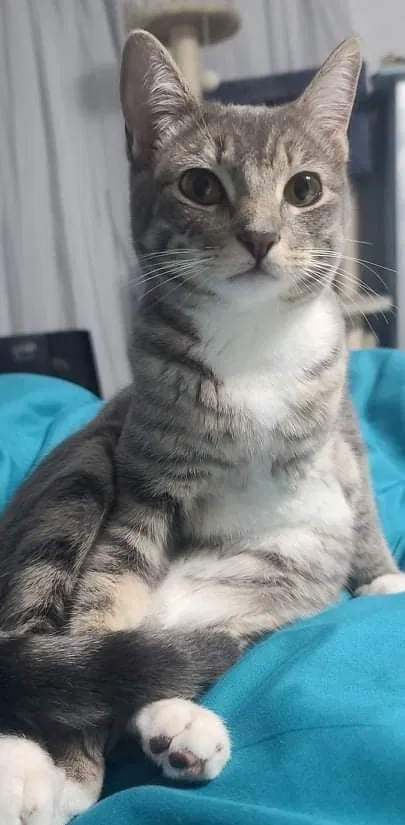 Lost cat in Fullerton, CA, 92835