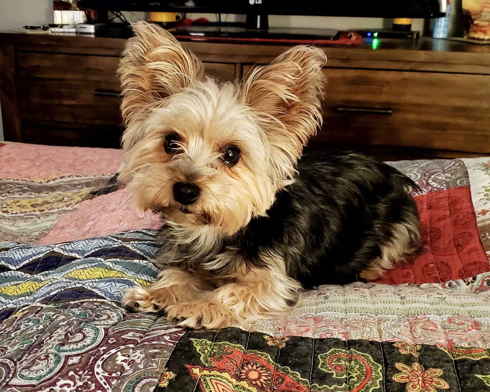 Lost dog in Dickinson, TX, 77539