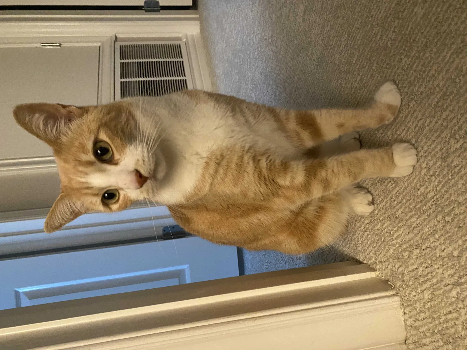 Lost cat in Laguna Niguel, CA, 92677