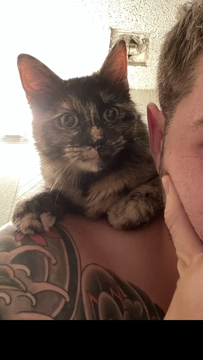 Lost cat in Fort Worth, TX, 76148