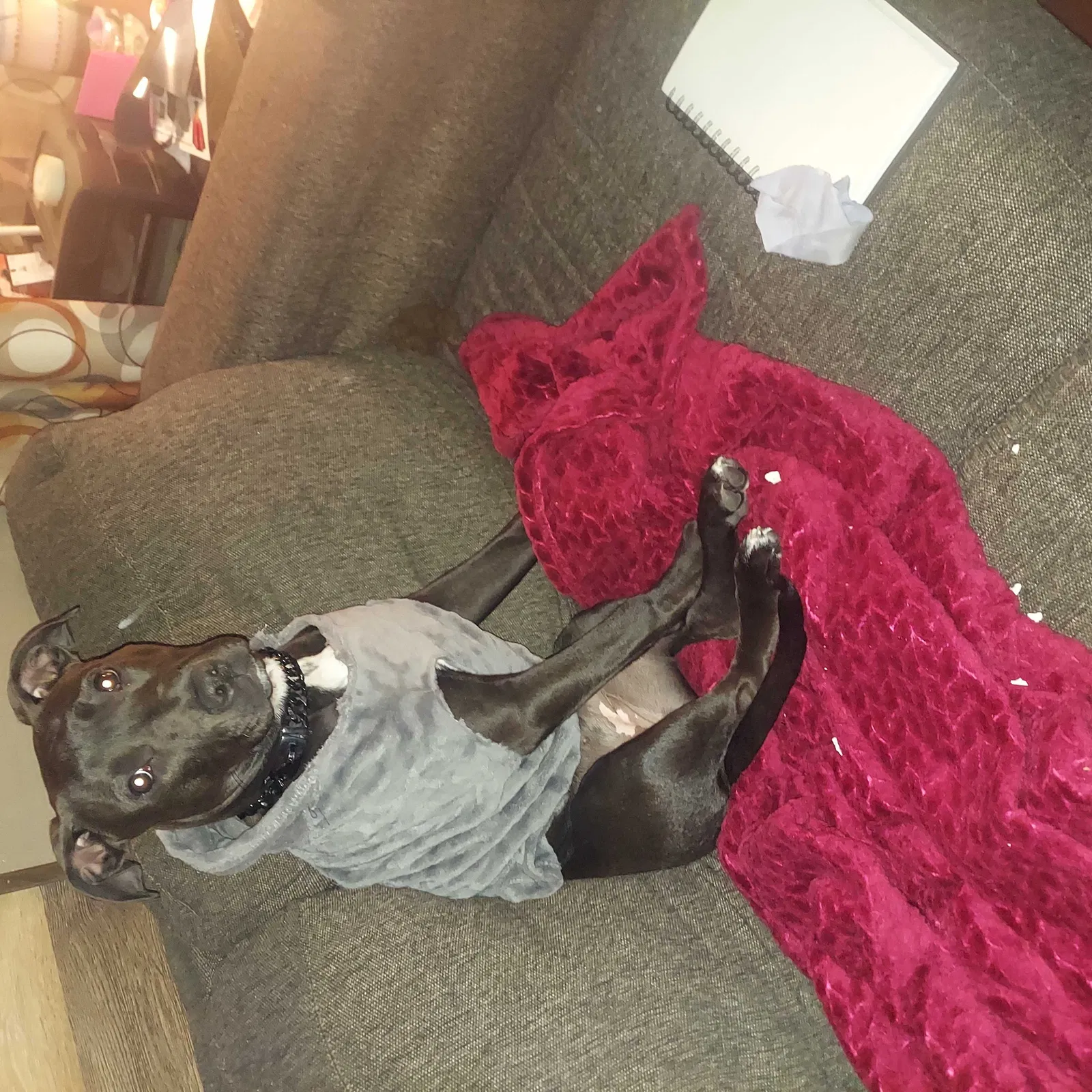 Lost dog in Sioux Falls, SD, 57106