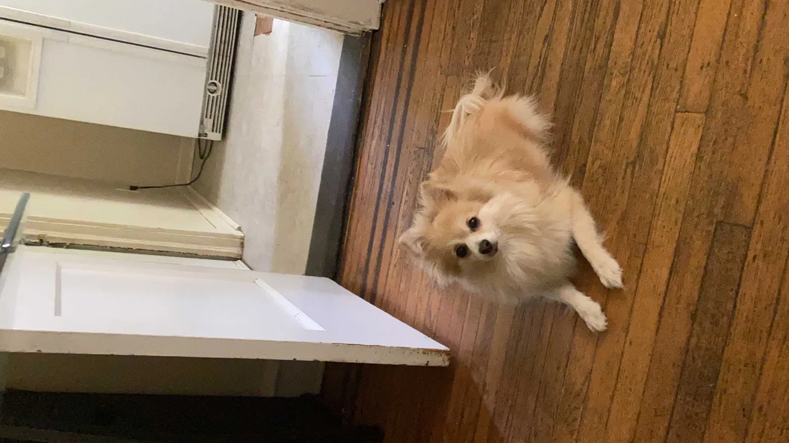 Lost dog in Darby, PA, 19023